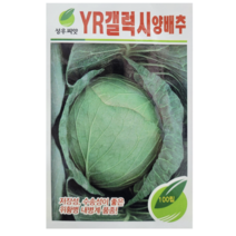 [성우씨앗] YR갤럭시 양배추 씨앗, 1개