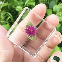 리얼 곤충 수지 표본 삽갑 거미 게 달팽이 전갈 물고기 해양 식물 호박 동물 수지 진충, 다크카키 천일홍개