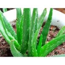 중국 알로에 베라 묘목 화분에 알로에 베라 중국 알로에 알로에 알로에 베라 식물 중국 작은 묘목 10 ~ 15cm 키가 냄비없이 하나, 35cm 높이 35cm 높이 [2 설치]