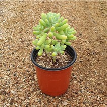 [다육식물]을녀심, 1개