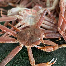[팔도부락] 후포박달홍게 연지홍게 (생물/자숙) 산지직송 2kg 4kg 명품대게 100%품질보증, (자숙)후포 박달홍게 프리미엄 4kg(10-12미)