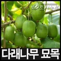 일세다래 6치 화분 나무 묘목 도시농부
