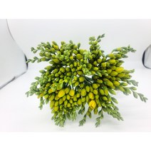 꽃뜨래 농장직송 프리지아 쏠레이 골드리치 생화(1단 50줄기), 꽃뜨래 농장직송 프리지아 생화(1단 50줄기)