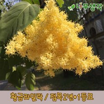 착한가격나무생각 황금라일락(유럽라일락) 접목2년*1등묘