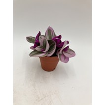 미니 오색달개비