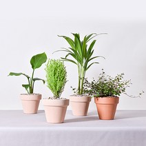 실내공기정화식물 이태리토분 분갈이 식물키우기 몬스테라 유칼립투스 테이블야자 오렌지자스민, 9.뱅갈고무나무, 2.이태리 황토
