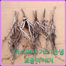 모종이야기 그린 아스파라거스 모종 / 1년생 뿌리모종 개당600원, 20개