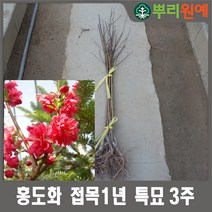 홍도화 접목1년 특묘 3주 뿌리원예/가로수/조경수
