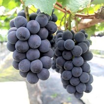 더조은 경북 영천 거봉 포도 500g 1송이 에어포장, 단품