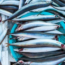 생물 양미리 1kg 25~30미, 생물양미리(1kg)25~30미