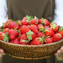 여름딸기 데코용 300g 샌드용 주스용 1kg 대관령 고랭지, 1개