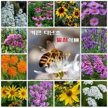 [꽃씨 묶음] 잡초 이기는 키큰 다년초 밀원식물 12선, 상세페이지 참조
