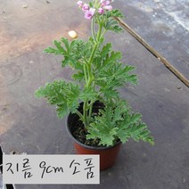 허브여울제라늄 로즈제라늄(구문초) 지름 9~10cm 소품화분
