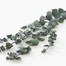 블랙잭 유칼립투스, 마이지엔 본상품선택