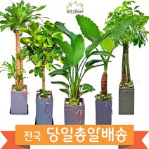 고급 대형화분 개업 축하 화분 전국 당일배송, 12. 킹벤자민
