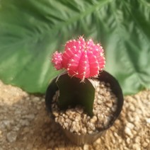 인커피식물카페 비목단핑크미니 선인장 전자파차단식물 반려식물