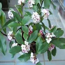 좀작살나무 묘목_10주 키80cm, 본상품선택