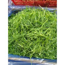 세발나물 1kg 2kg 새발나물 바다나물 갯나물, 세발나물1kg
