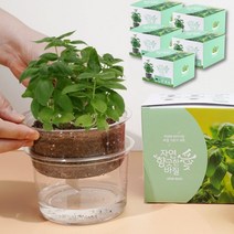 바질 키우기 5개 자동 물공급 식물 기르기 체험 씨앗 화분 키트, 단품, 단품