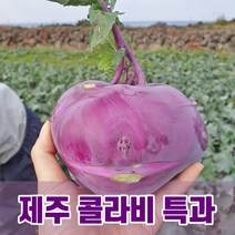 [자연의정석] 당도높은 제주 콜라비 최상품 5kg 10kg 15kg 산지직송, 특과 5kg(6-8과)