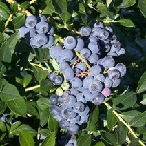 블루베리(레카)7치화분(결실주)/묘목/dd2138