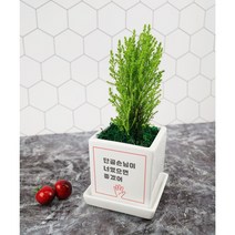 개업화분 오픈축하 개별메세지 고기집 카페 미용실 네일샵 옷가게 식당 사무실 학원 병원선물, 고정1.단골손님, 홍콩야자