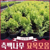 서양측백나무 울타리나무 묘목모음 스카이로켓 황금주목 골든스마라그 에메랄드골드 조경 정원꾸미기, 08.주목나무
