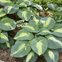 호스타 [1포트] 허드슨베이 9900 (복남이네 야생화 모종 hosta), 1개