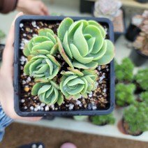 보금이다육 둥근잎 비취후리데 - 4