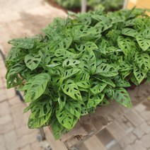 식물 공장 2개 식물도매 대량구매 몬스테라 아단소니 오블리쿠아 소품 관엽식물 수입식물 미세먼지제거식물 공기정화식물 59
