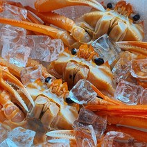 강동수산 붉은대게 후포 속초 포항 구룡포 자숙 홍게 10마리, 일반자숙홍게10마리