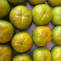 태추단감 묘목 1주 키움원예 조경수 묘목, 본상품선택