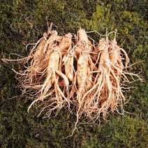 금산인삼 수삼 난발삼대 무료세척 1채 750g 10~13뿌리, 흙 묻은채 배송