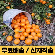 제주도 귤 제주감귤 3kg 5kg 10kg 조생 극조생 서귀포 감귤 햇 고당도 가정용 노지감귤 밀감 제주 산지직송 택배, 중과 ( M / L ), 3kg (2개 구매시 7KG 발송)
