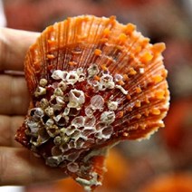 통영 알큰 비단가리비1kg 1인분 캠핑음식 찜구이