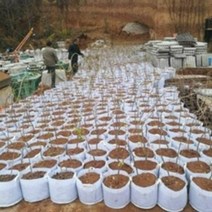 부직포 화분 중형 대형 베란다 텃밭 블루베리 심기 손잡이 화분 20개 40개, 핸들 없음 35 X 30(20개)