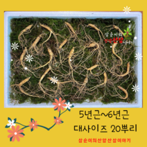 명절선물 설날선물 추석선물 강원도 산양산삼 대사이즈 10뿌리에 10뿌리더드립니다