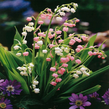 유럽 은방울꽃 숙근 콘발라리아 뿌리, 은방울꽃: 프롤리피칸스