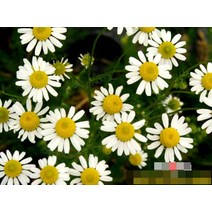 허브(Herb)/채소식물 저먼카모마일 갈색플라스틱모종 4개 (L0289)