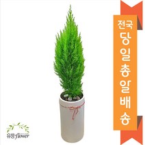 고급 대형화분 개업 축하 화분 전국 당일배송, 26. 율마