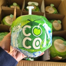 베트남 영코코넛 ( Young Coconut ), 4개, 1kg 내외