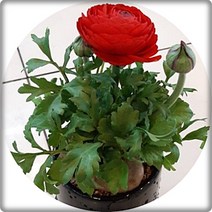 라넌큘러스 12센티분 꽃화분 플랜테리어