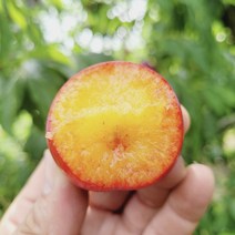 메리네마켓 ] 고당도 자두 국내산 대석 후무사 왕자두 추희 새콤달콤 햇자두, 2kg 자두 특, 1개