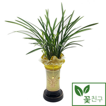 꽃친구 철골소심 동양란 승진 취임 영전 축하 화분