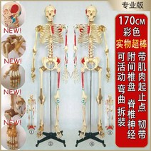 뼈모형 인체 해골 모형 85CM 골격 전신근육 기지점 의학 교학 의사 소통 모델, 08 170cm【색부신경+추간판】