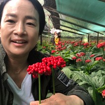 70년재배 홍제원 인삼 홍삼 파삼 난발삼 원수삼 세척삼 무세척삼 면역력증강 파삼 500g, 05_세척실속형오크형파삼(대)350g