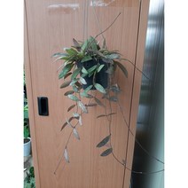 호야러브하와이/수입식물
