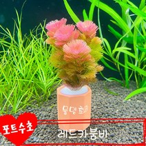 [물멍초] 키우기 쉬운 포트수초 레드카붐바 한포트
