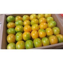 청정 제주 명품 노지 감귤 5kg 10kg 친환경 무농약 제주감귤농장 직송, SM 로얄과 5kg