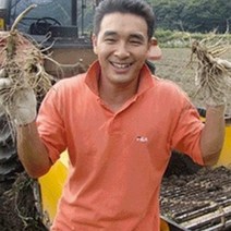 금산인삼 6-4년 가정용 오쿠전용 세척수삼 원수삼 파삼 면역력 금산부부인삼 난발삼, 1개, 07)375g영업용 삼계인삼 20뿌리이상